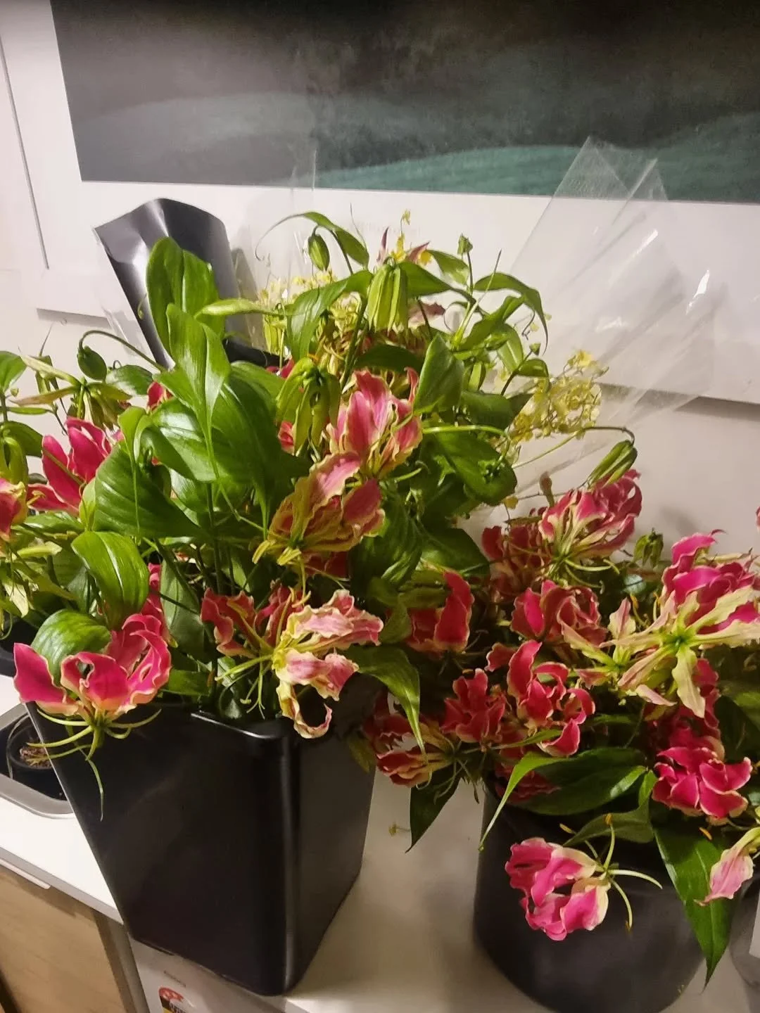 G L O R I O S A  L I L Y ' S
Gloriosa superba - 'Rothschildiana'

I'm so lucky to receive these incredible climbers for Mother&rsquo;s Day weekend 🌸

One of our absolute favourite blooms &mdash; usually only seen from Christmas through to late summe