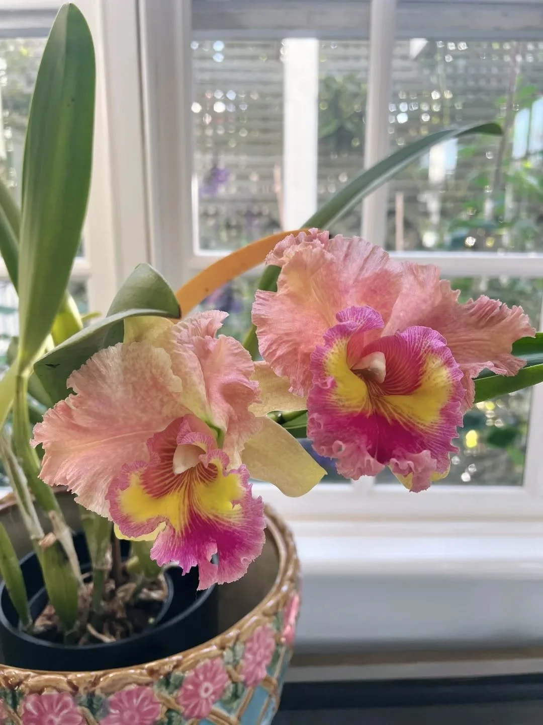 Customer, Lyn purchased one of our beautiful Cattleya Orchids&hellip; and look at her now, two years later 
Still producing these absolutely divine blooms 

We love seeing these stunning orchids thrive and bring joy year after year.

Follow us or sub