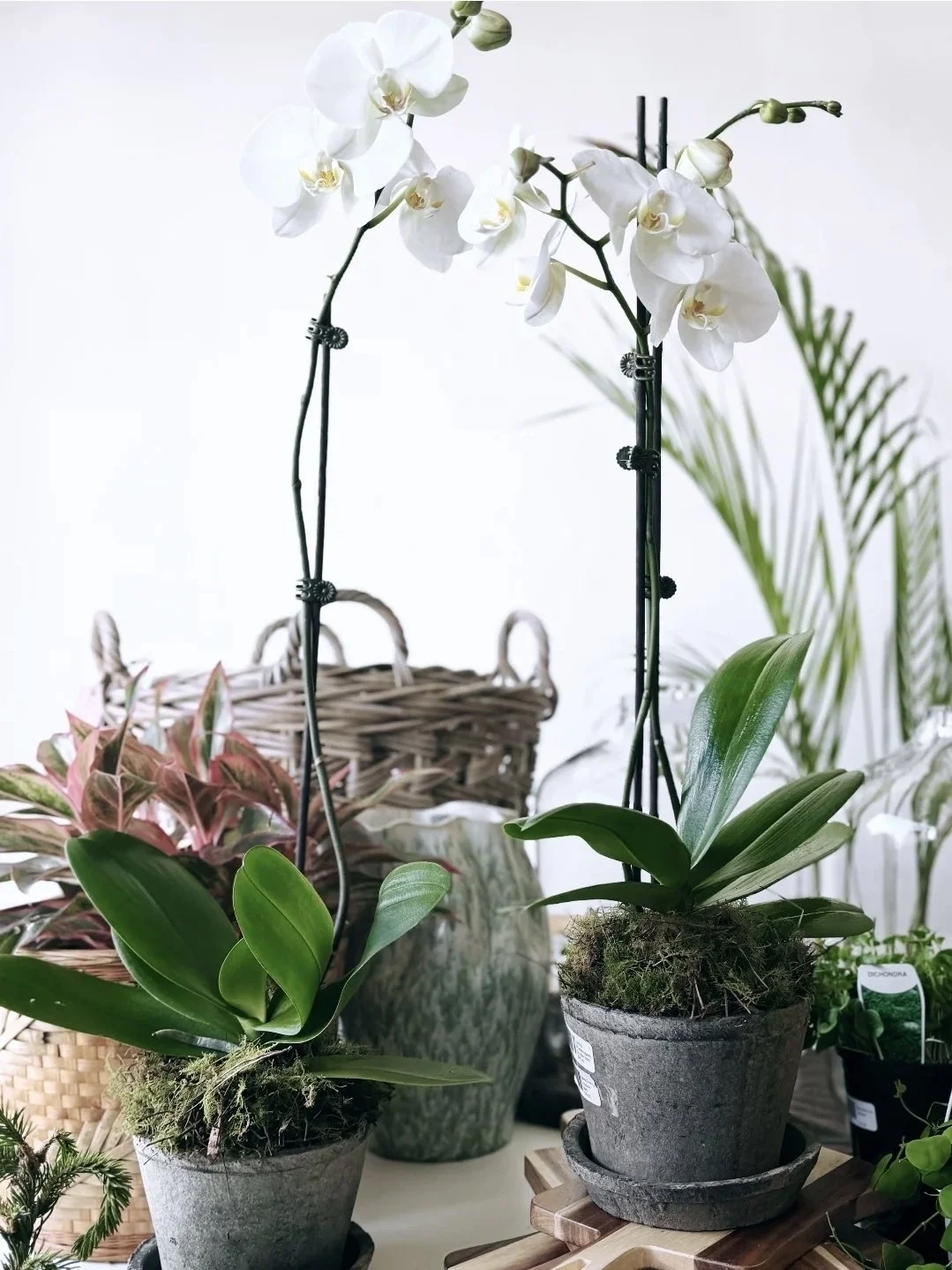 PHALAENOPSIS  ORCHIDS