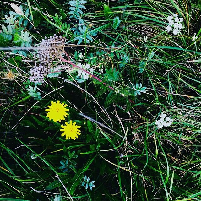 The colours of early autumn in England never disappoint. 🍂 🌊 ☁️
.
.
.
.
.
#nature #inspiration #cuckmerehaven #seaside #eastsussex #colour #autumn #englishcountryside #designinspiration