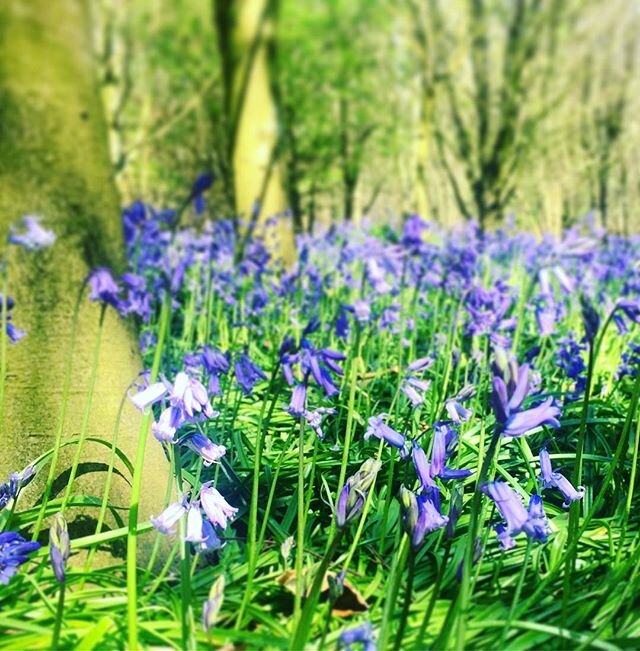 My favourite time of year to be in England #bluebellseason #bluebellwoods #stanmerpark #brighton #england #spring 🦋💙