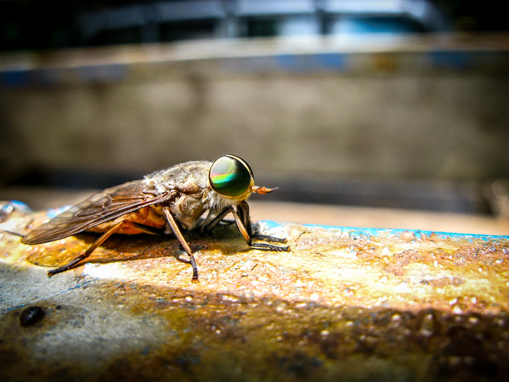 Horse Fly-Vietnam