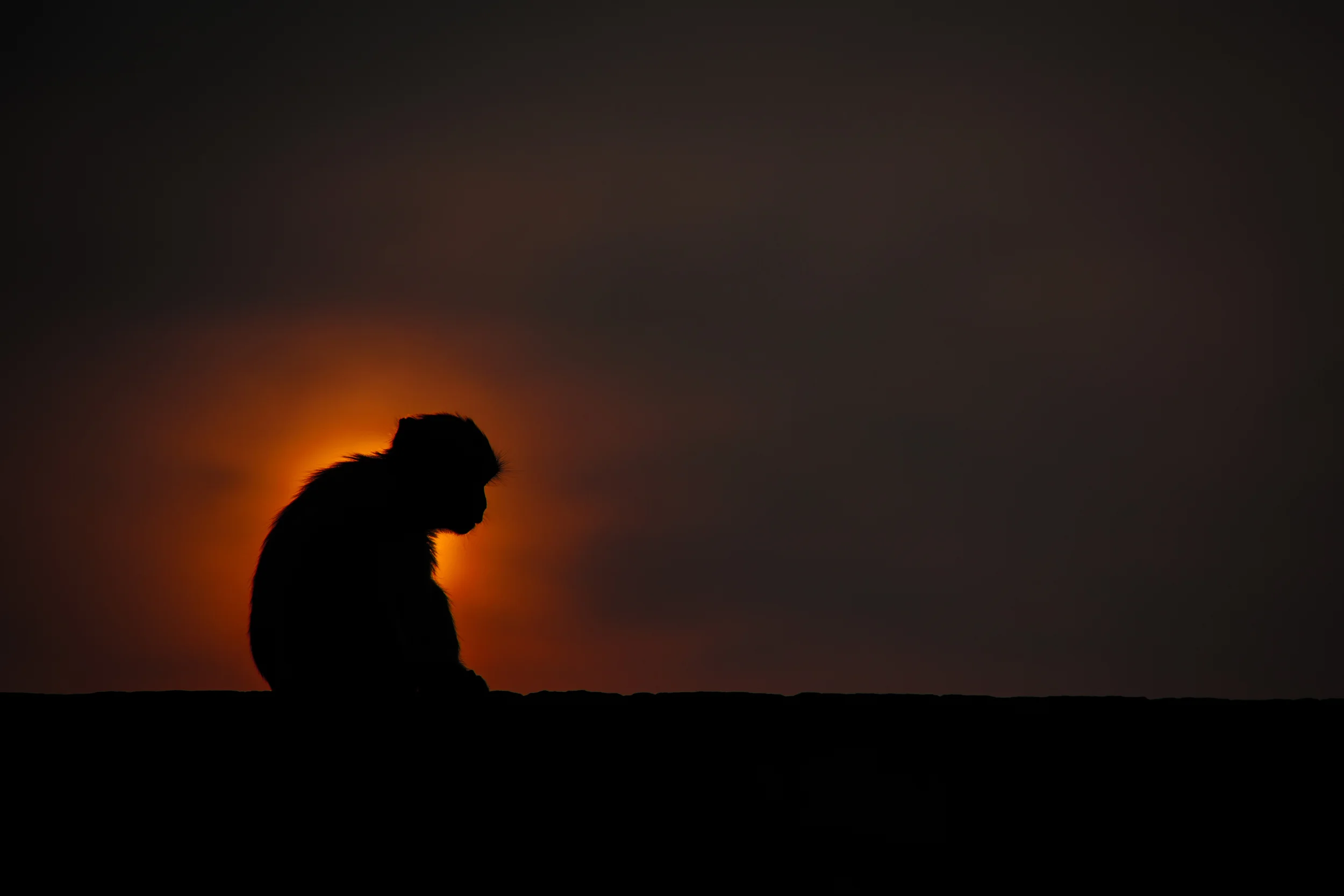 Monkey Sunset-Thailand