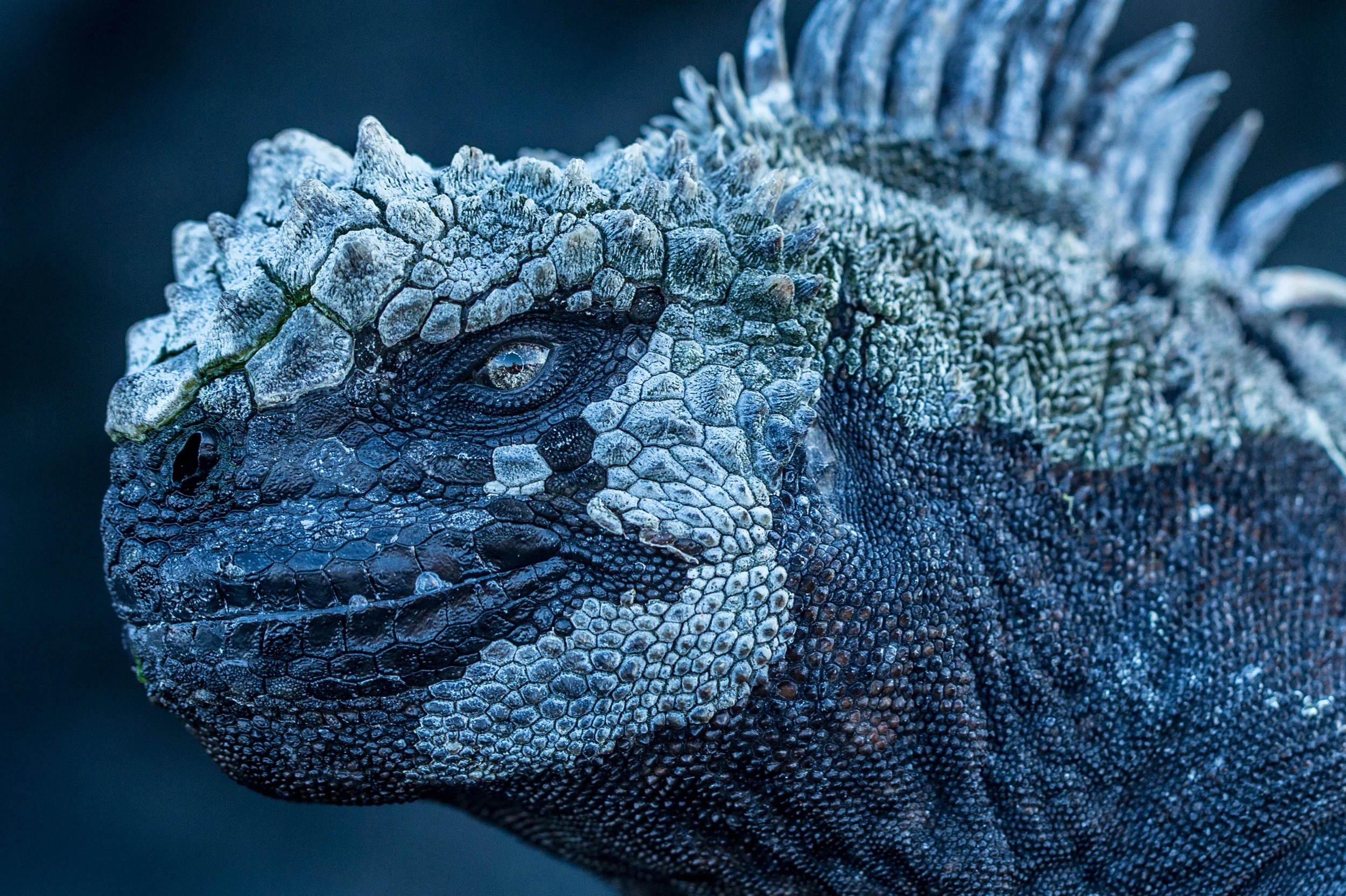 GALAPAGOS-BBC