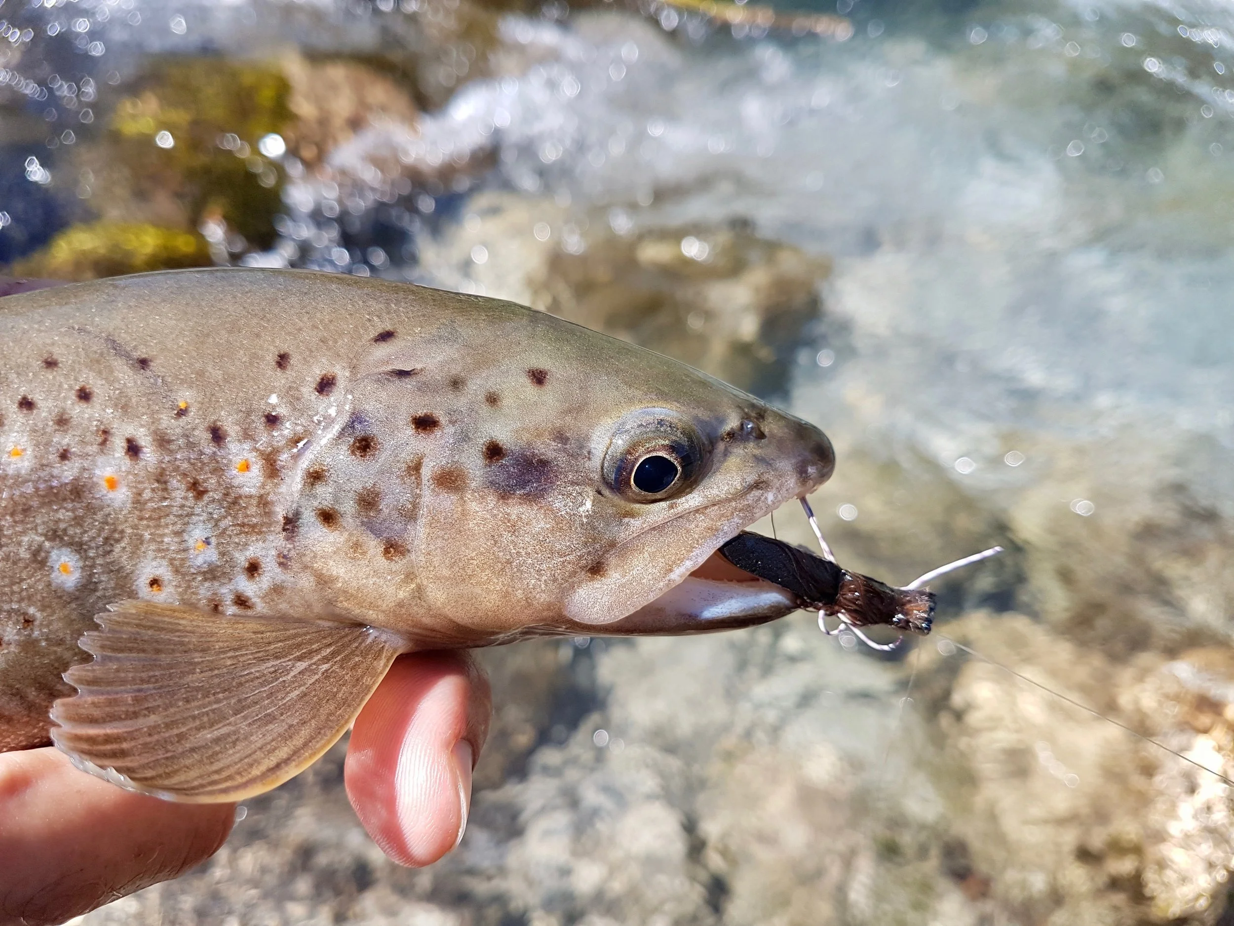 Rissbach_Forelle_Fliege.jpg