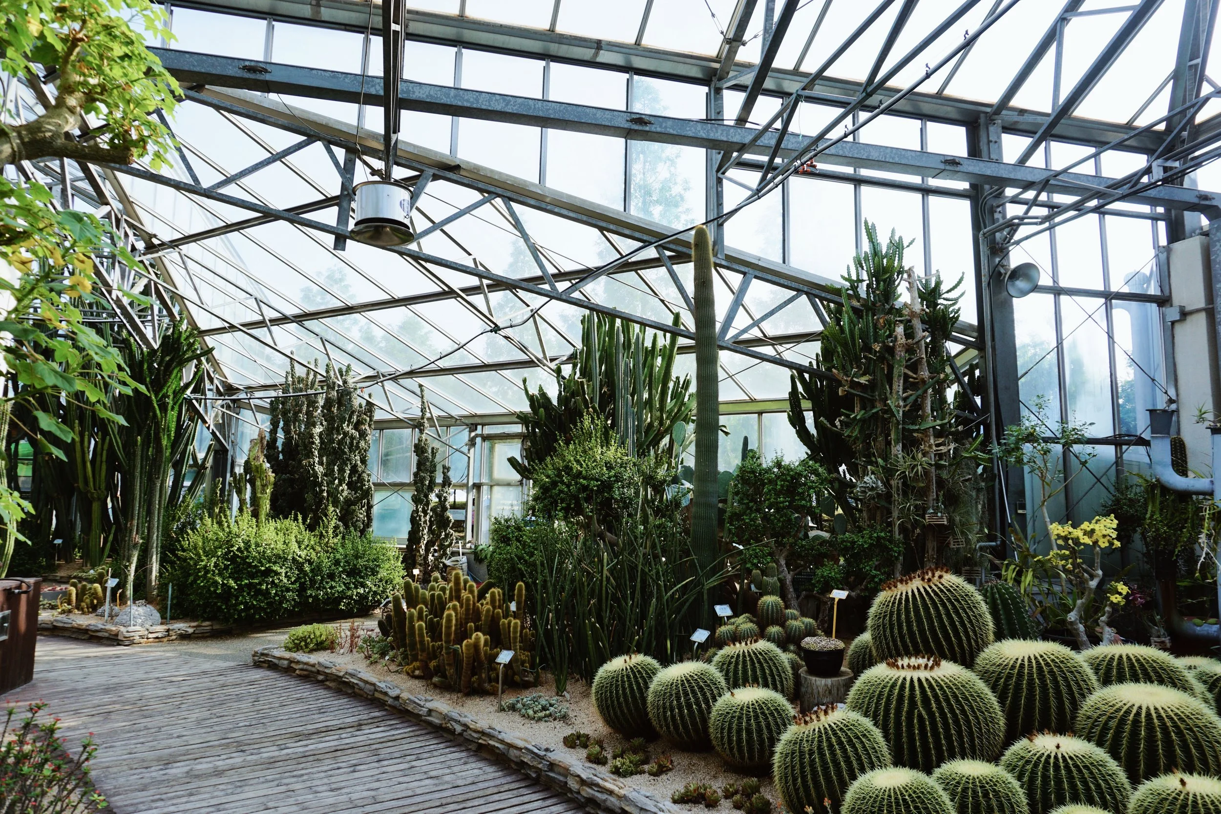 cactus greenhouse — Blog — HallAroundTheWorld