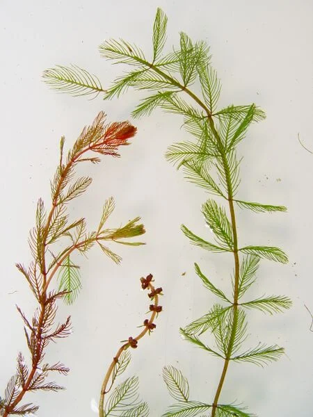 myriophyllum-spicatum-dcameron.jpg