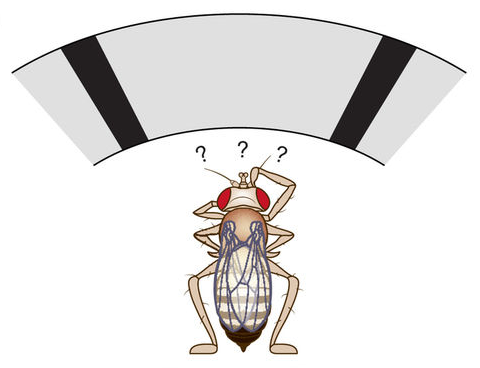 News & Views Article in Nature Neuroscience