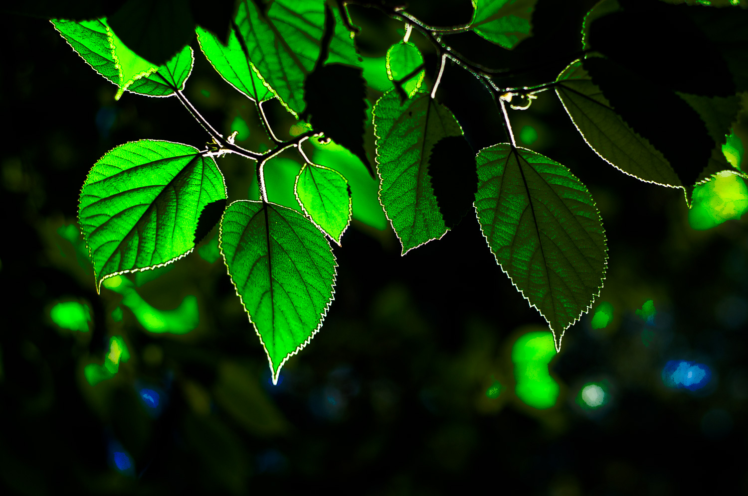 Hidden light
