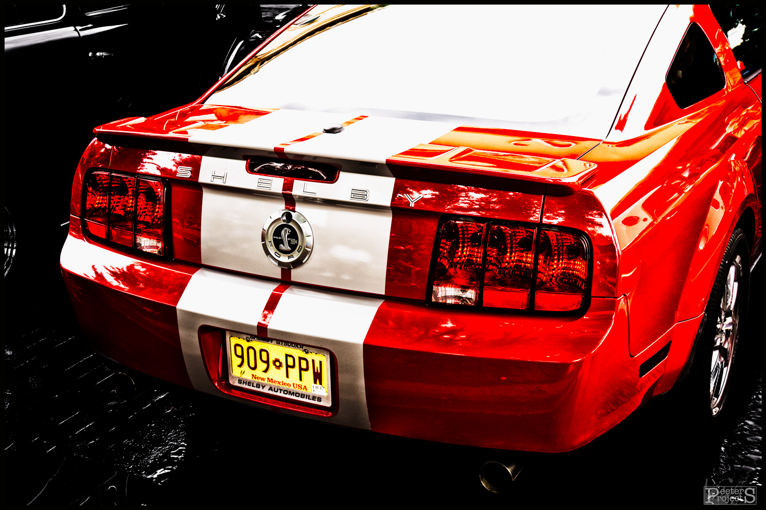 Shelby_W.jpg