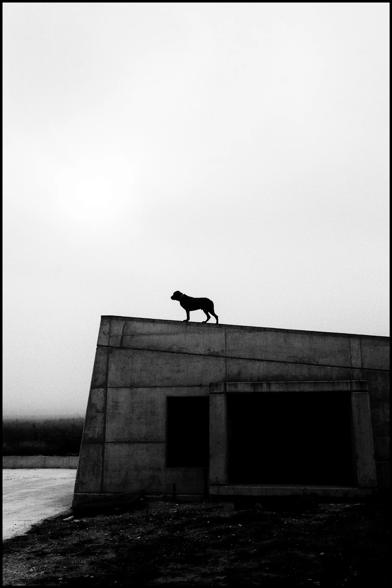 I, Cerberus