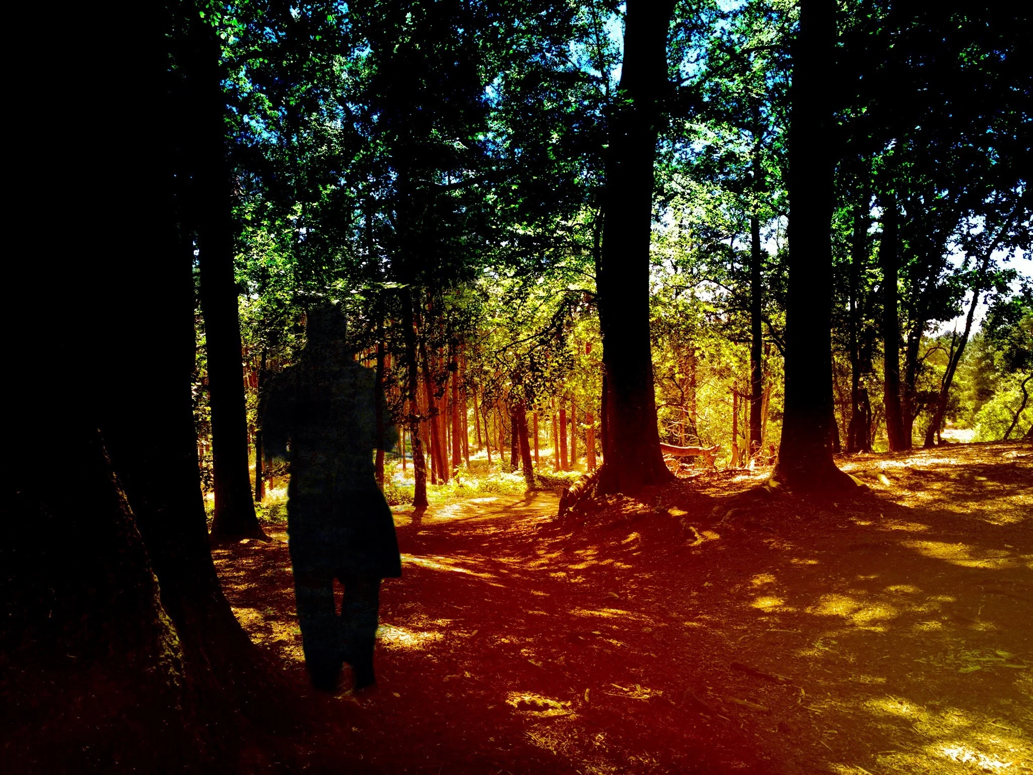 Fire forrest