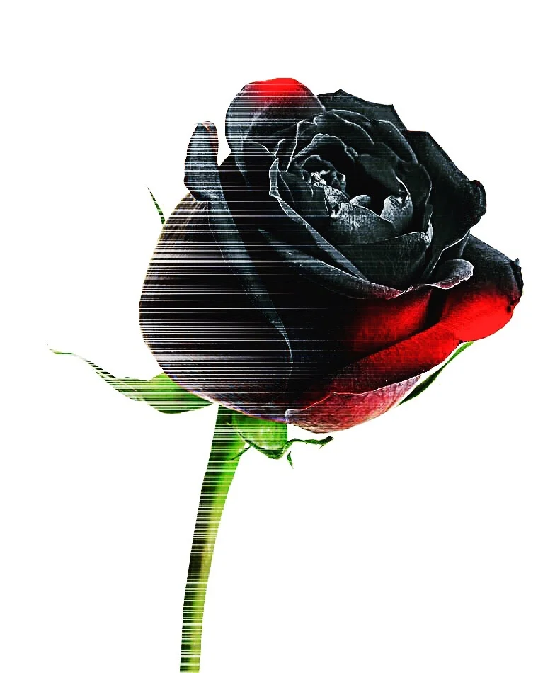 The rose