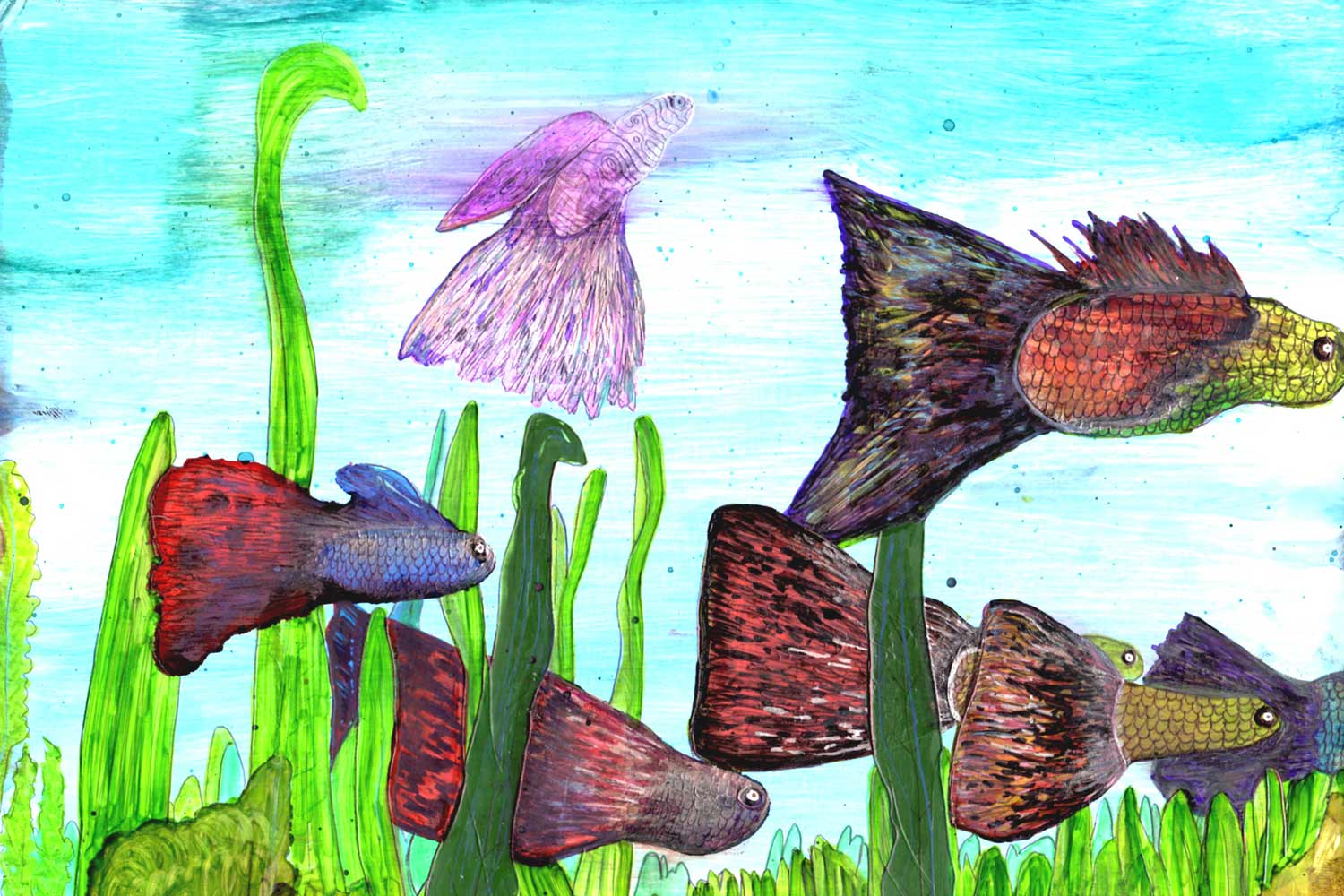 Guppy Fish Swimming