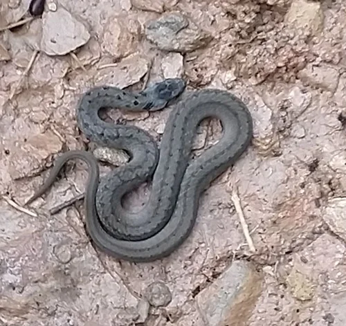 silver-brown-snake.jpg