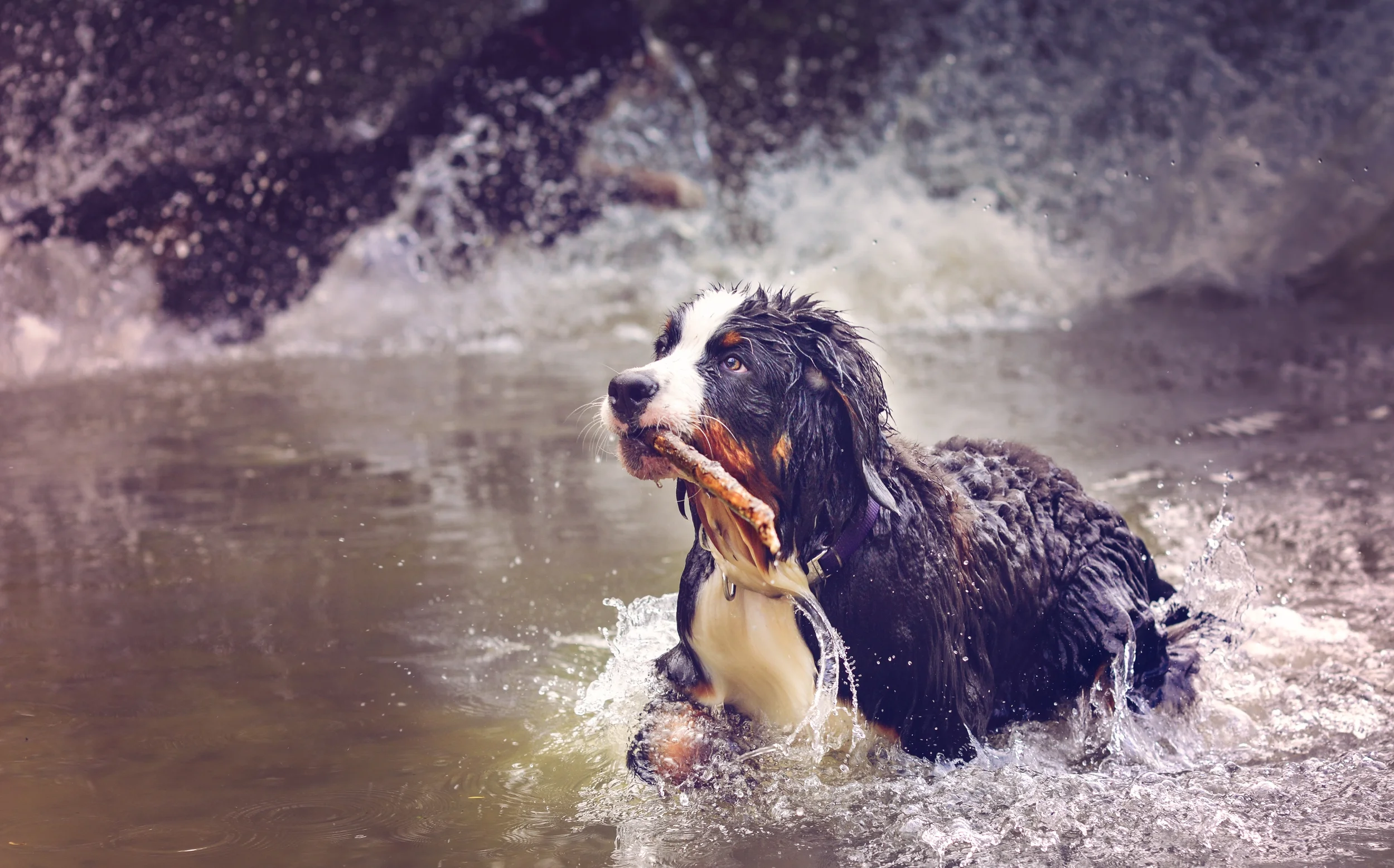 winston_swiming_4516_HRfinal.jpg