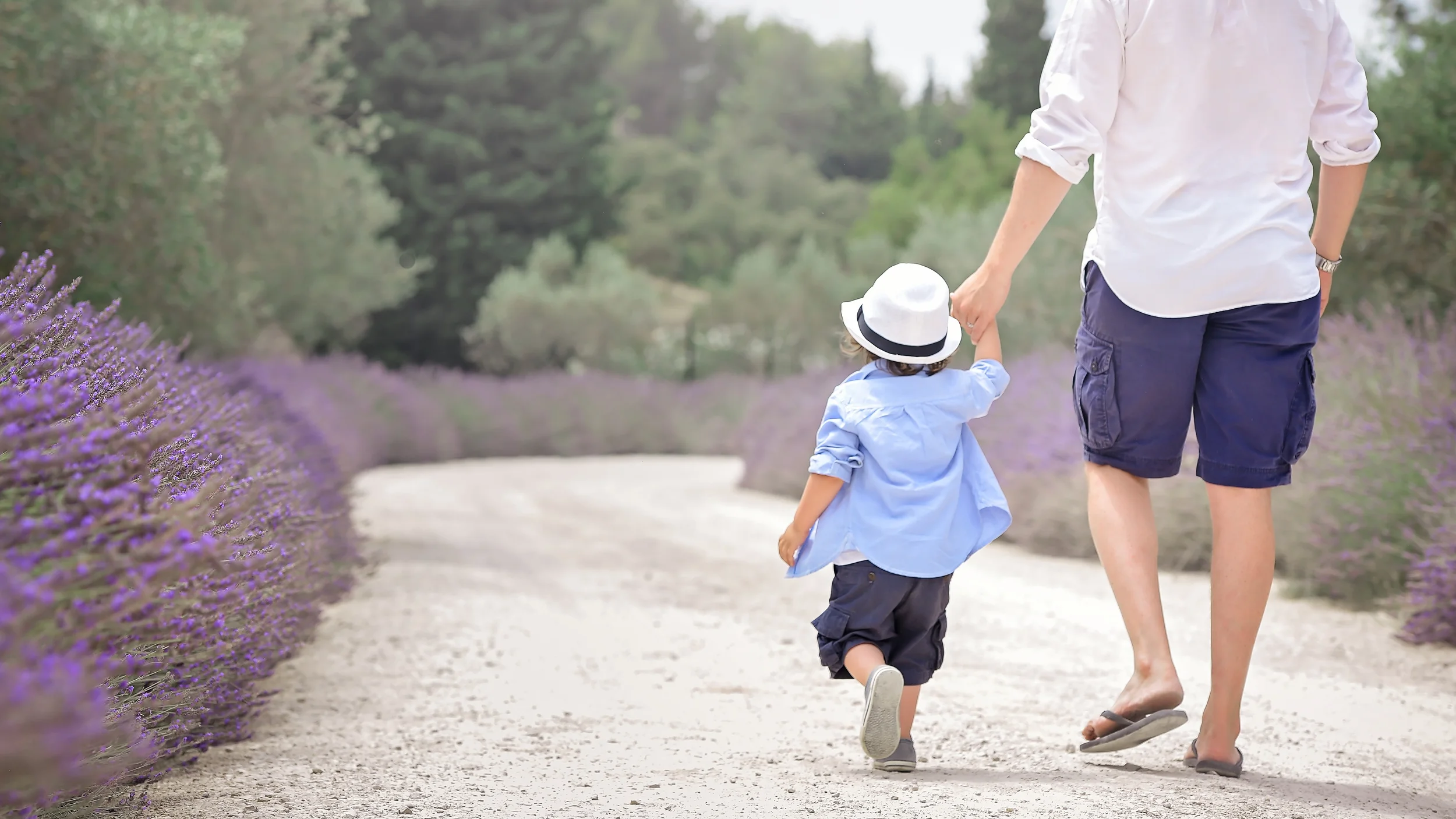 Provence_lavender1_7044_ws16x9.jpg