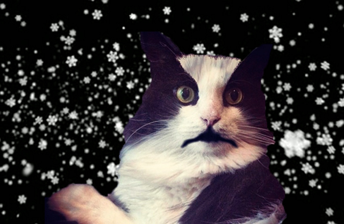 I Interviewed a Bunch of Black Metal Cats