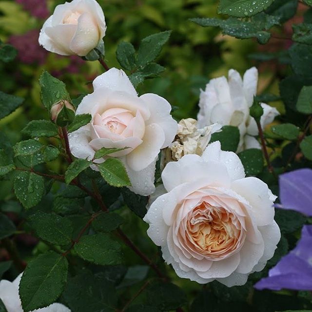 Dear David Austin, 
I wanted to be you when I was little. Thank you for a life time of beauty. Thank you for all your work.
Thank you for igniting my life long rose addiction. 
I loved visiting your gardens and nursery as a child. I will continue to 
