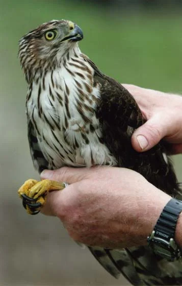 Mid-South Raptor Center