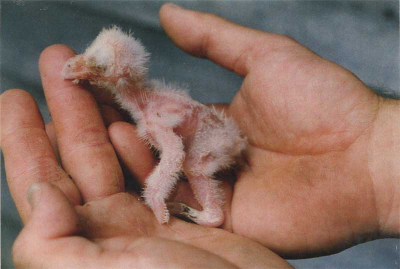 One day old owl