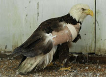 Bald Eagle recovering