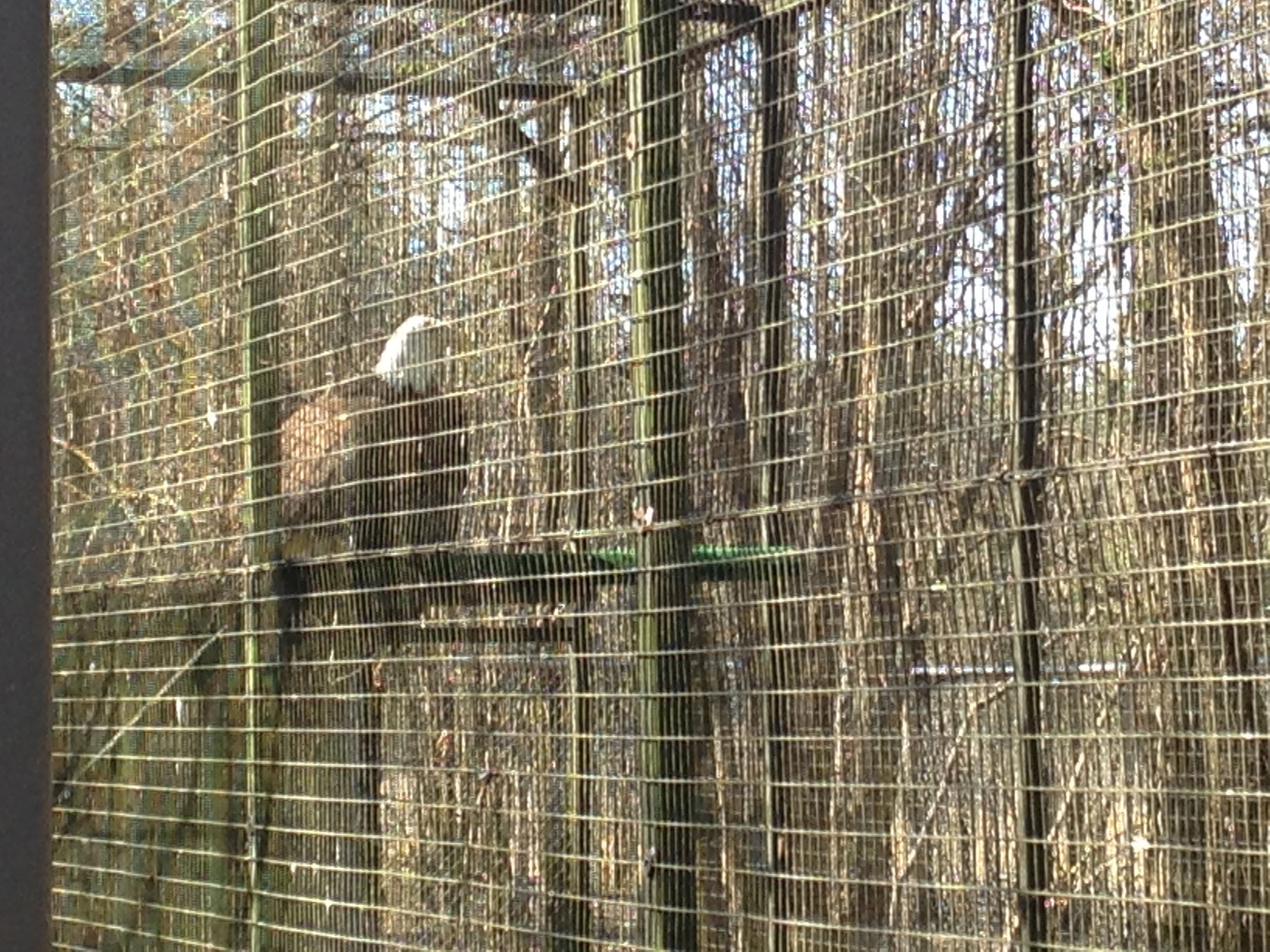 A bald eagle scheduled for release very soon!