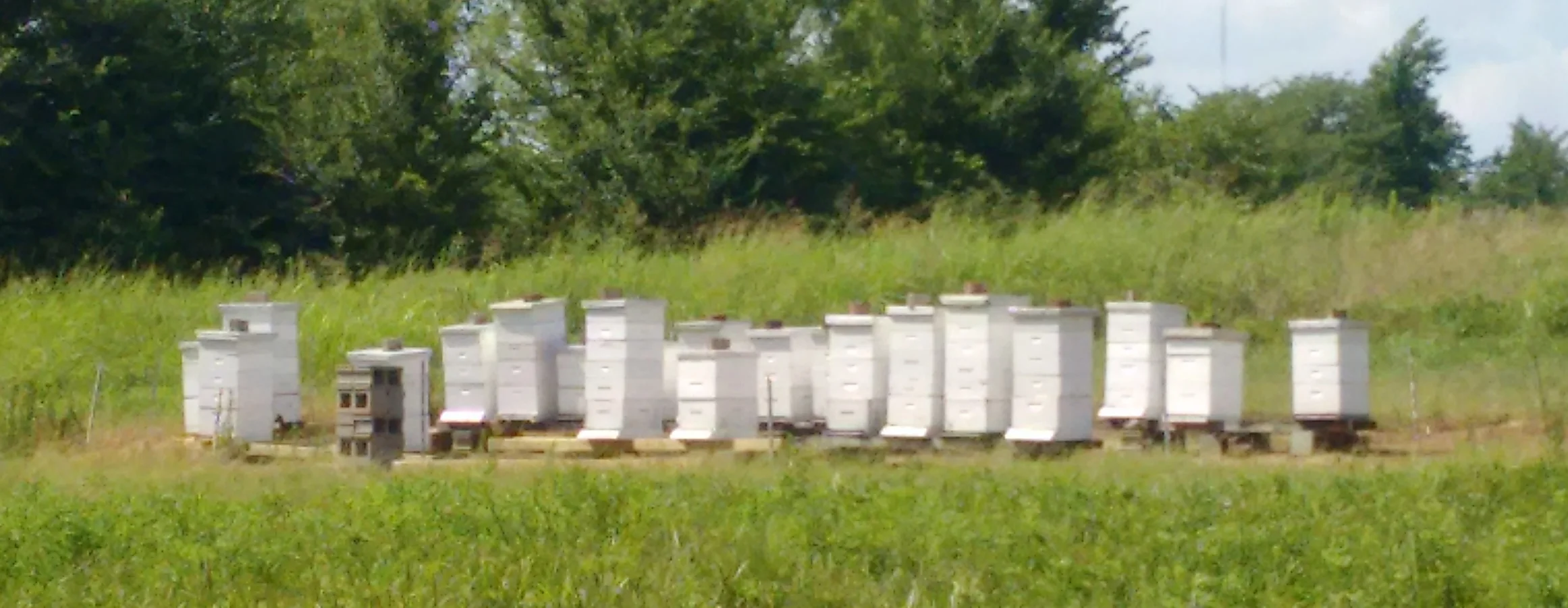 Memphis Area Beekeepers