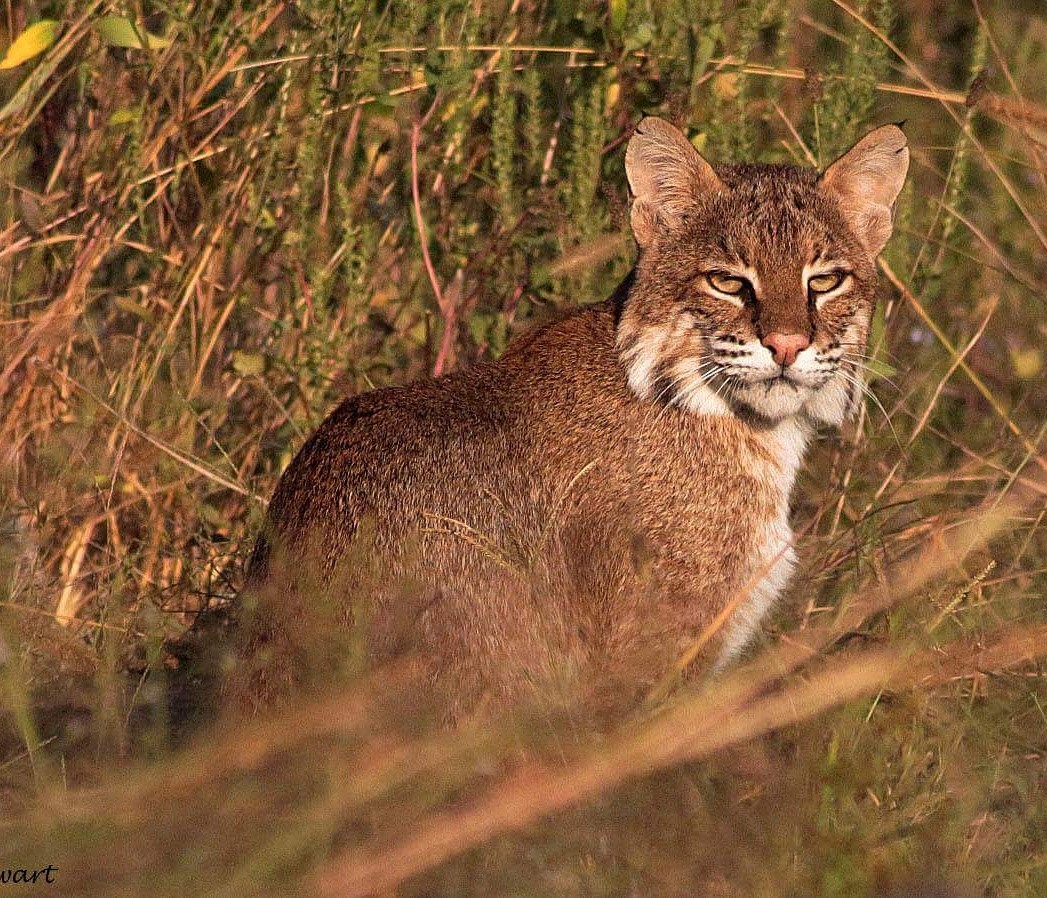 Bobcat. Photo courtesy: Andrea Cowart