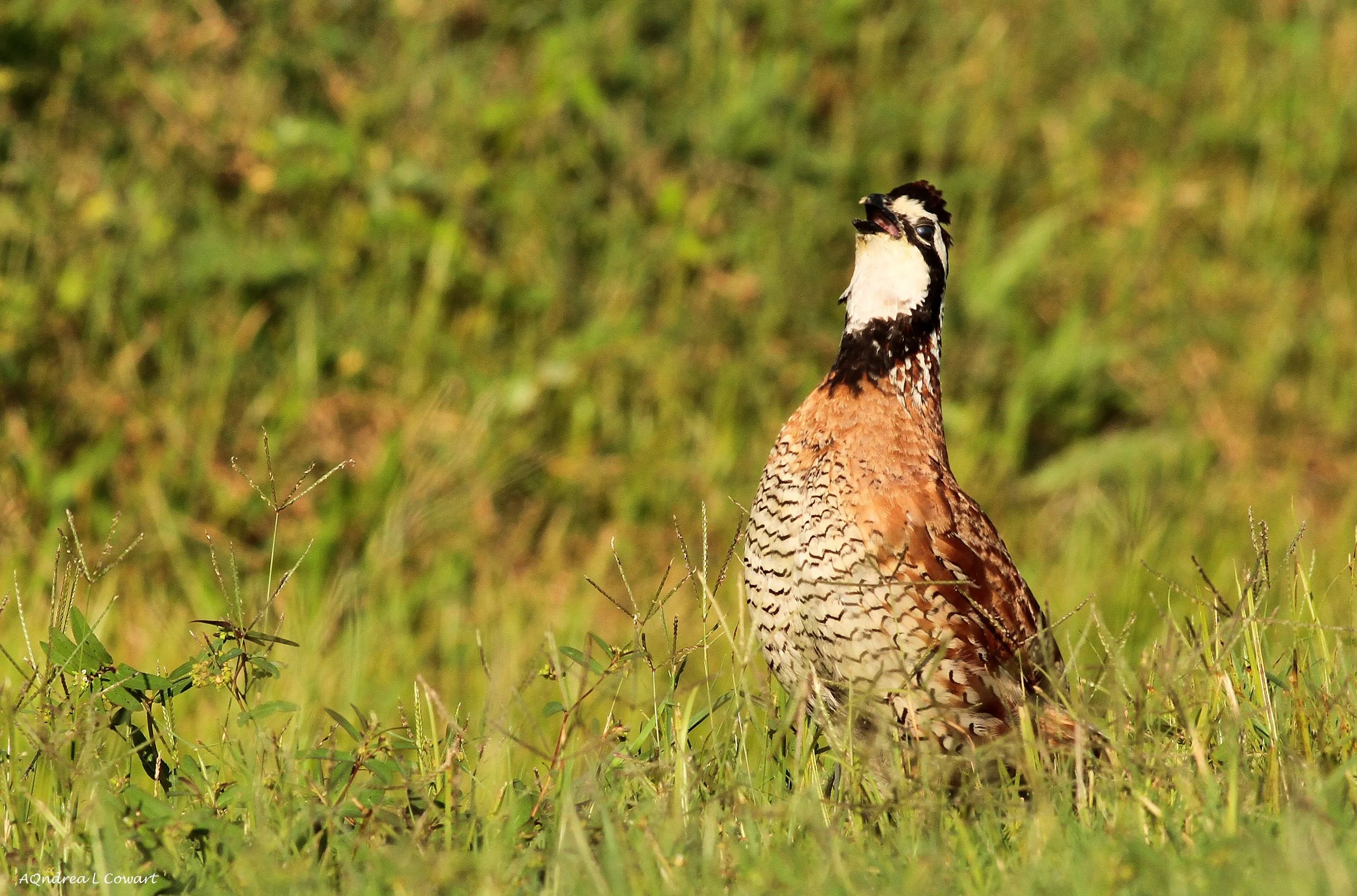 Bobwhite. Photo courtesy: Andrea Cowart