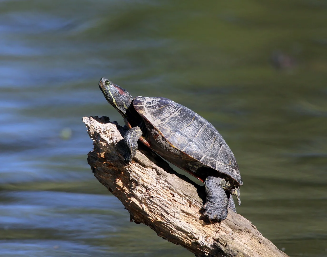 Painted Turtle. Photo courtesy: Bruce McGee