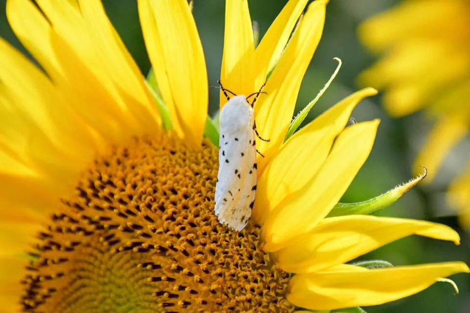 Saltmarsh Caterpillar Moth. Photo courtesy: Janet Parker-Jones