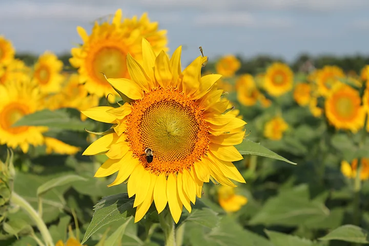 Photo courtesy: Agricenter International