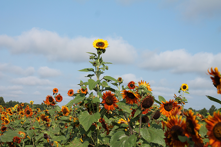 Photo courtesy: Agricenter International