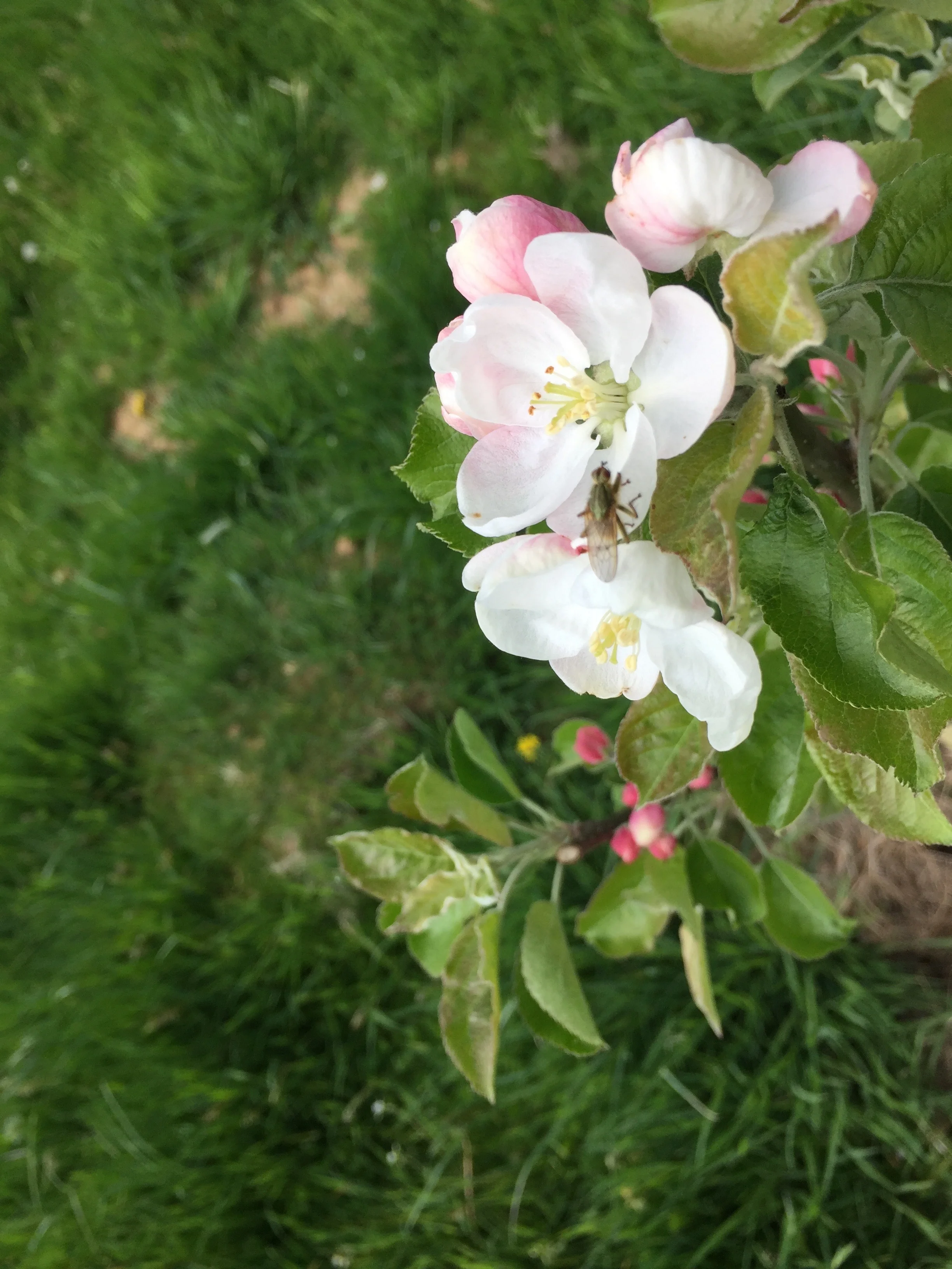apple blossom