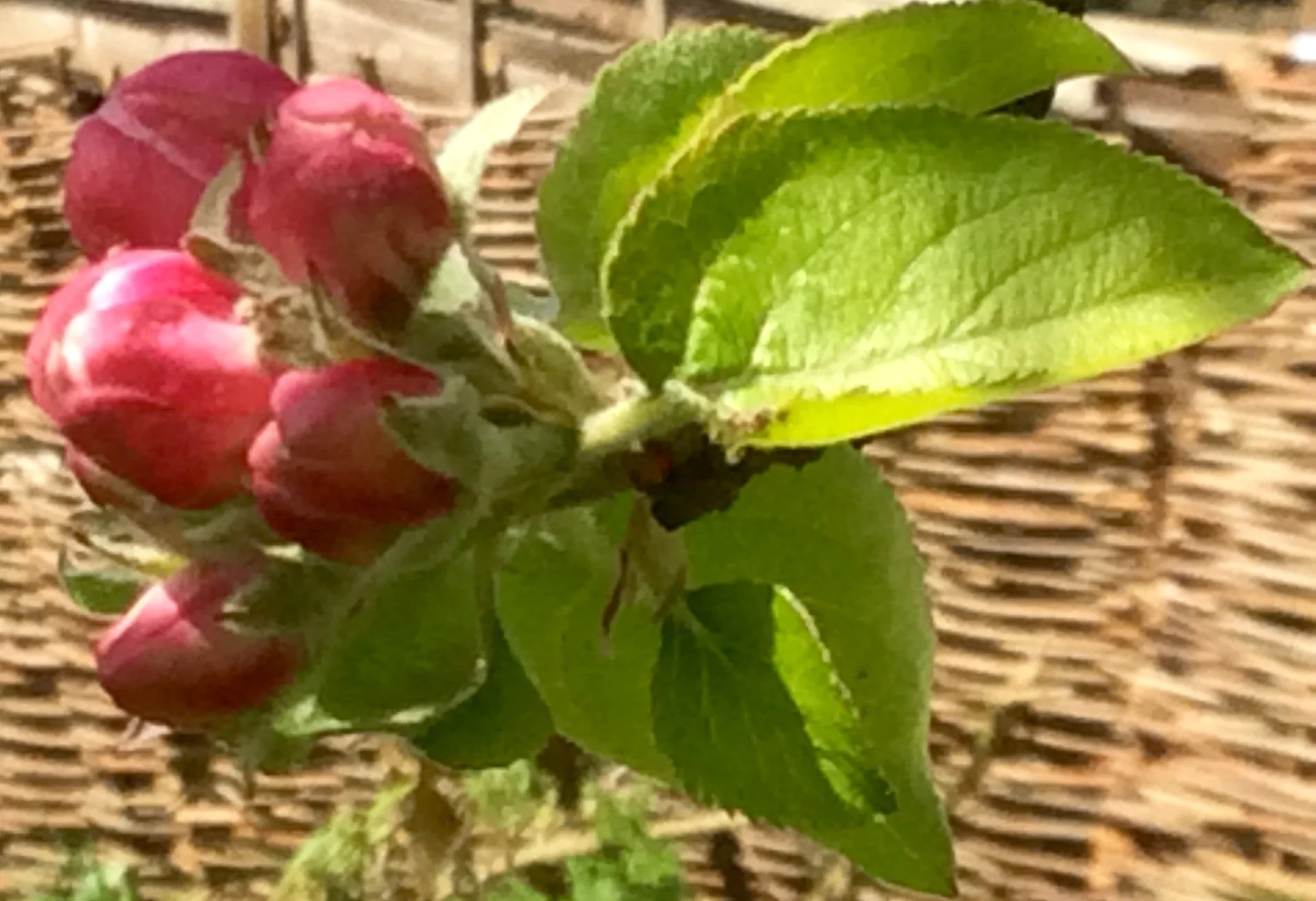 apple blossom