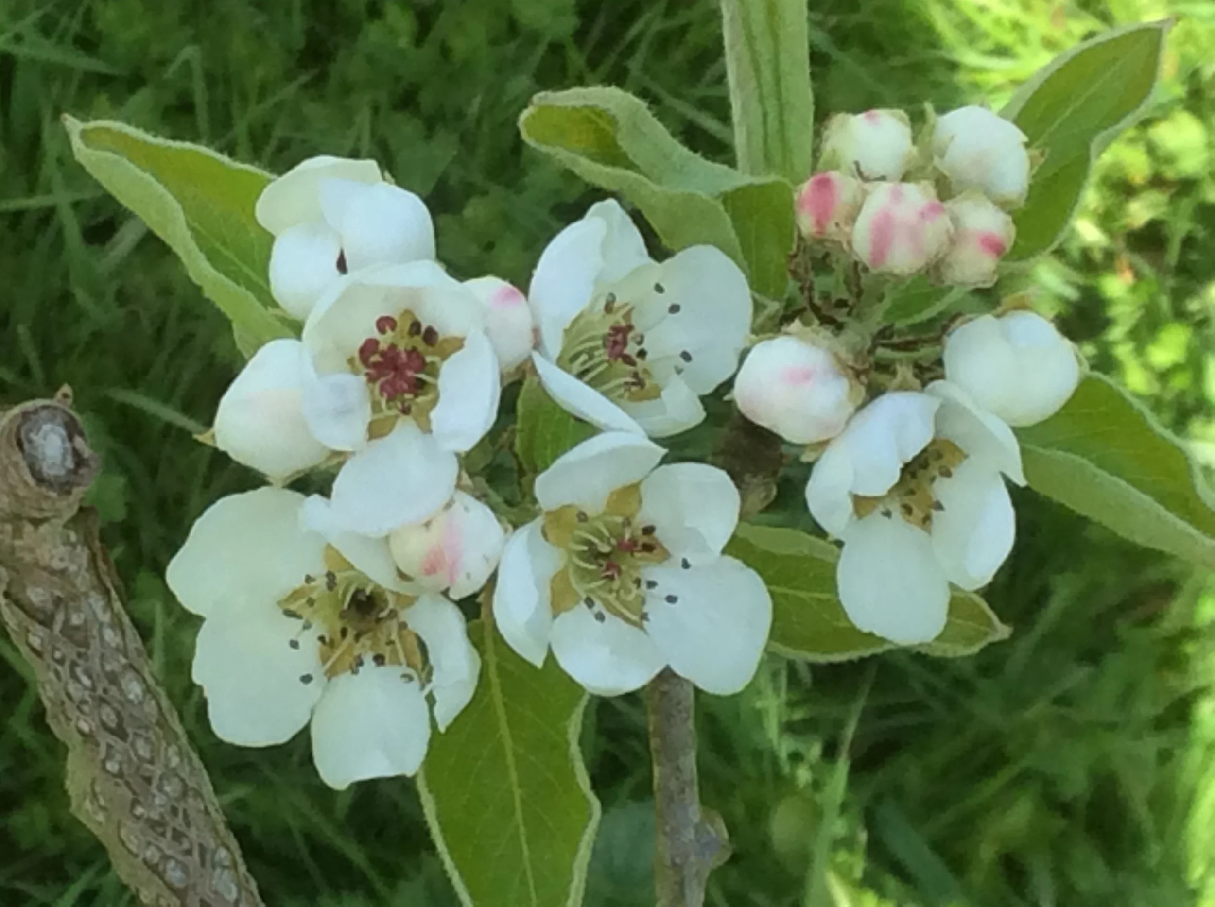 apple blossom