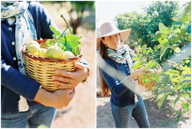 picking lemons in Ibiza