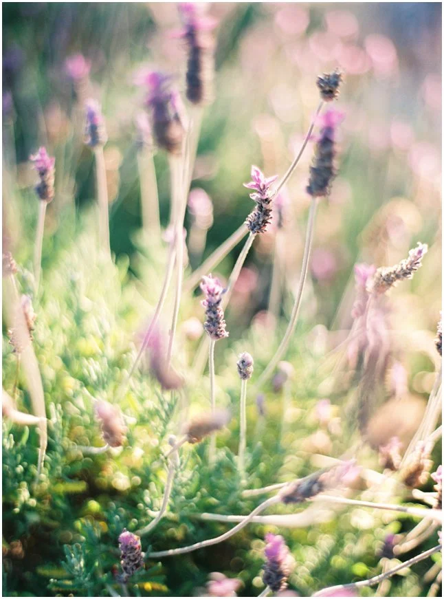Lavender nature Ibiza Mallorca