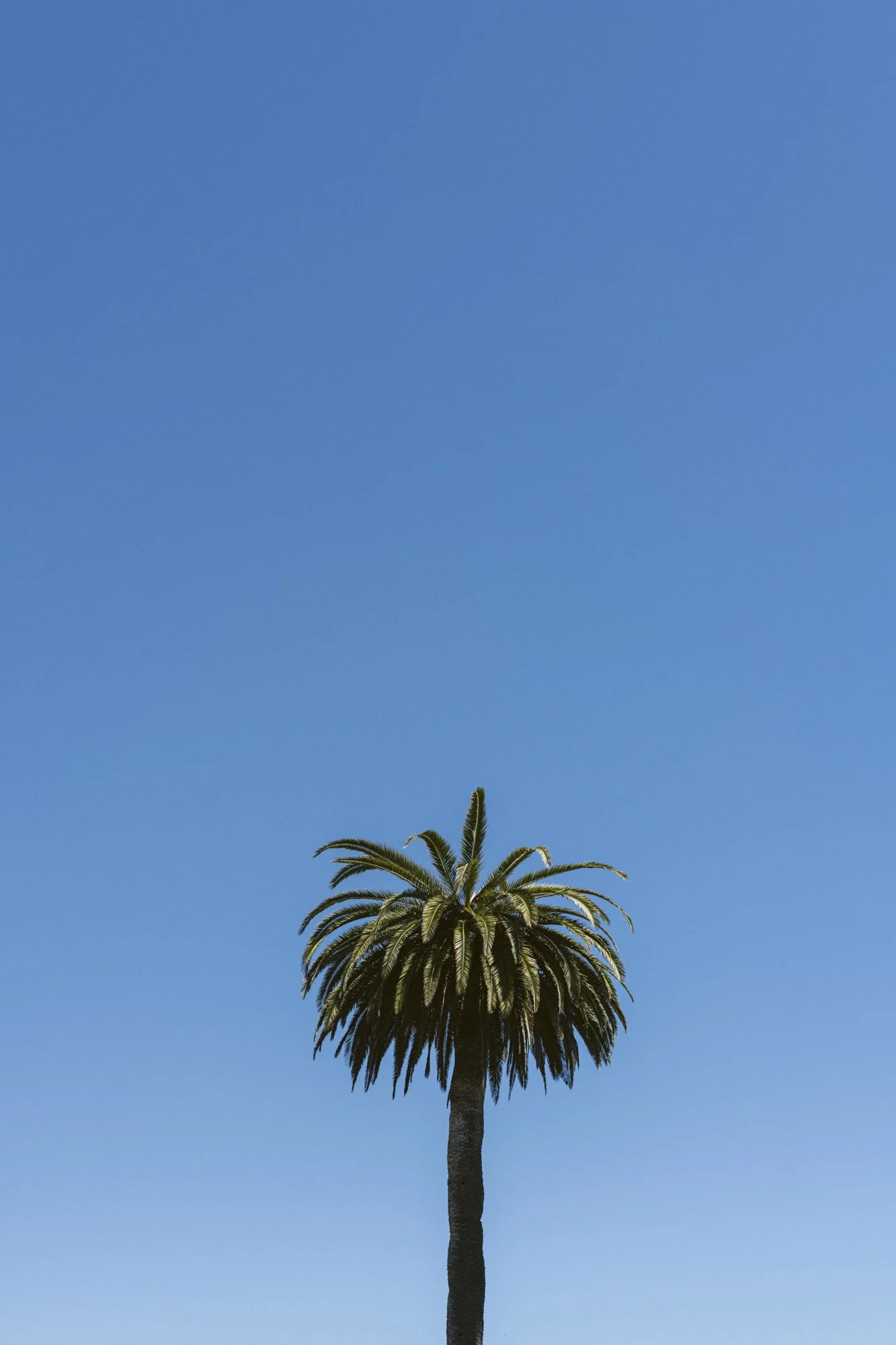 RosewoodSantaBarbara_MIRAMAR_AnaLui-26.jpg