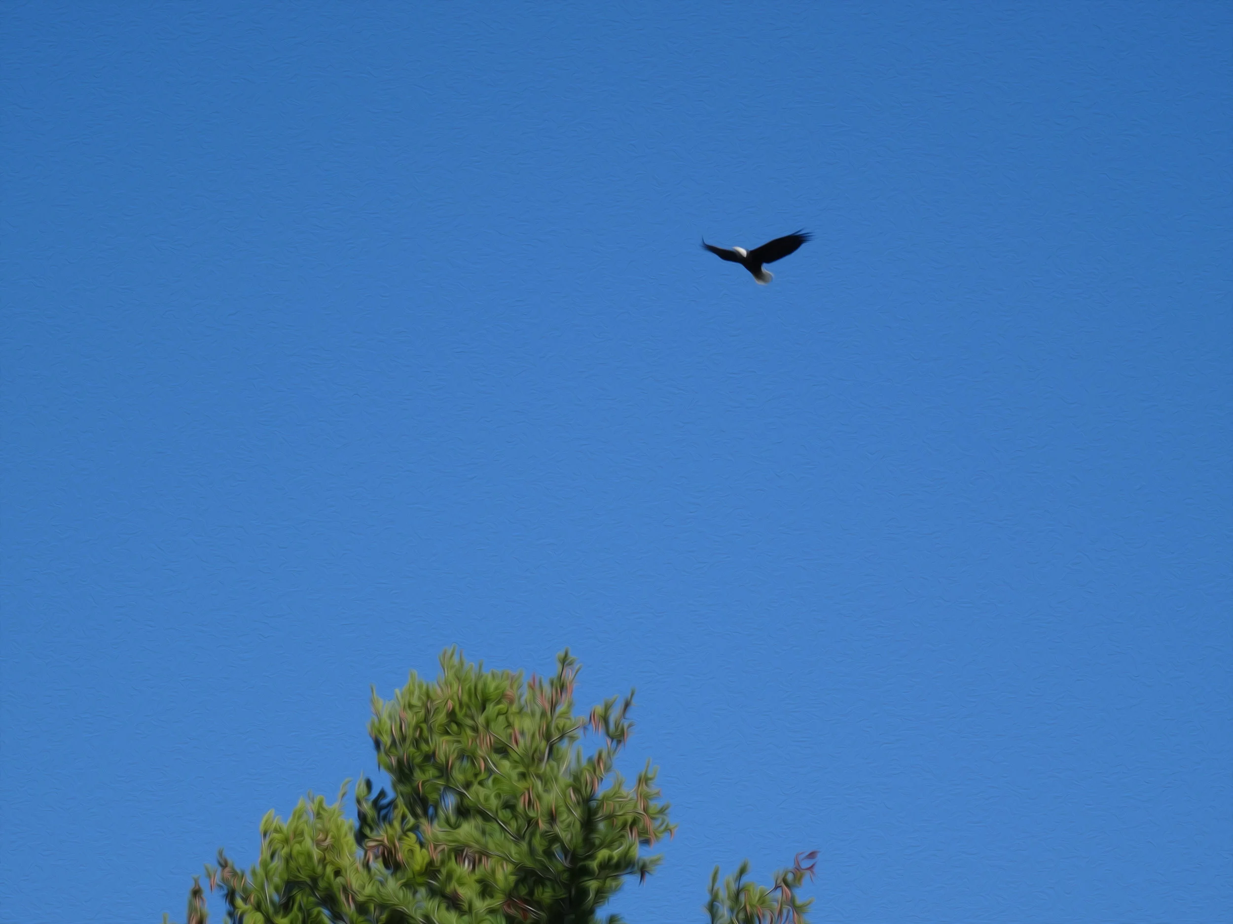 Eagle on .jpg