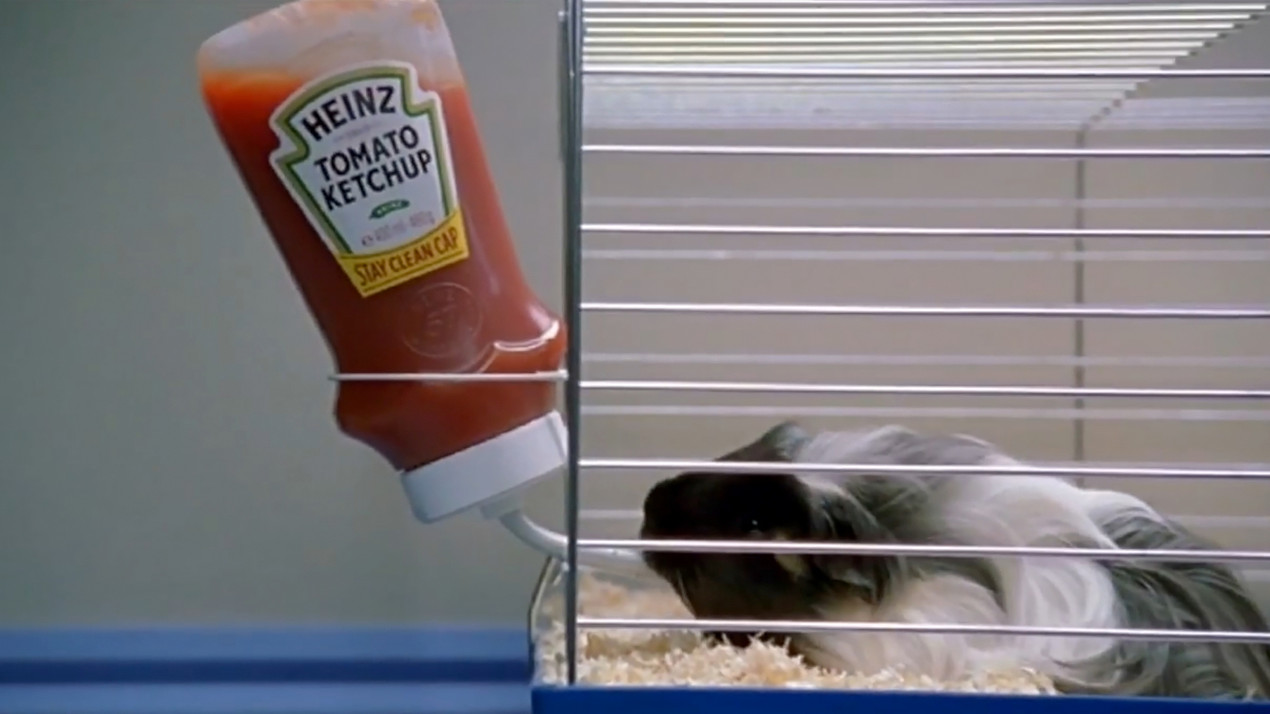 guineapig still.jpg