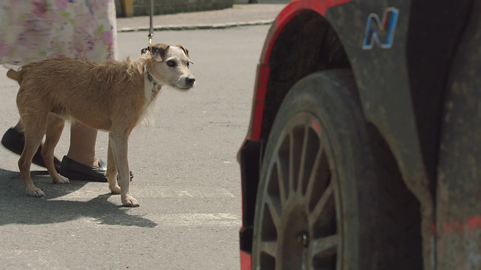 hyundai+dog.jpg