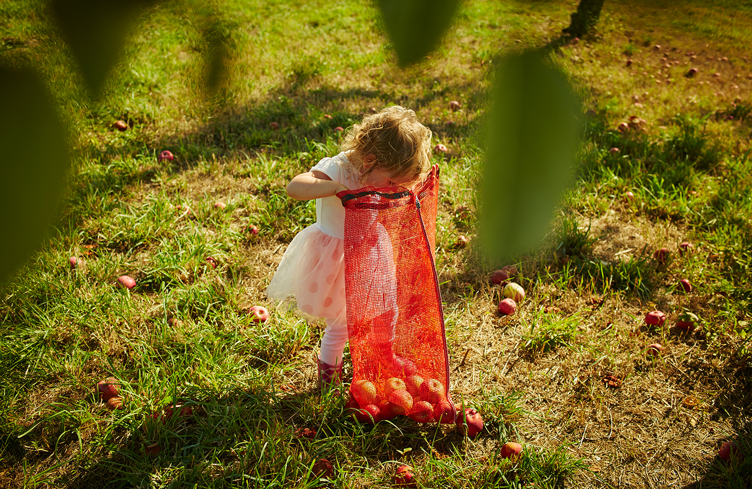 091915_Apple_Picking_OuthouseOrchards_211.jpg