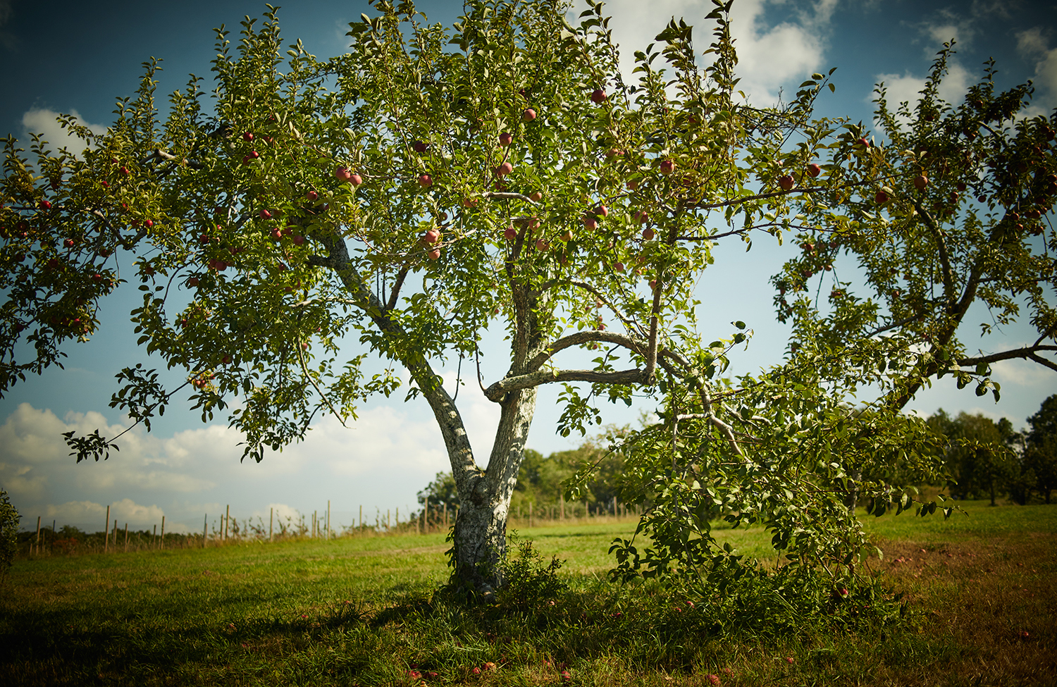 091915_Apple_Picking_OuthouseOrchards_432.jpg