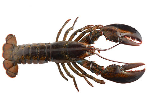 How to Choose the Best Lobster