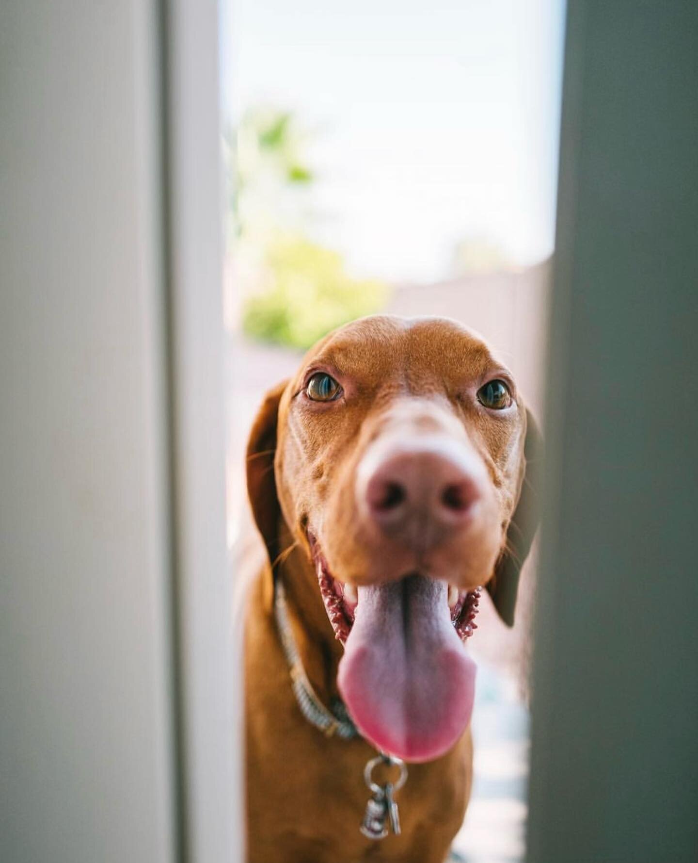 Happy #tongueouttuesday from our first born Ferris the Vizsla! 🐶 👅