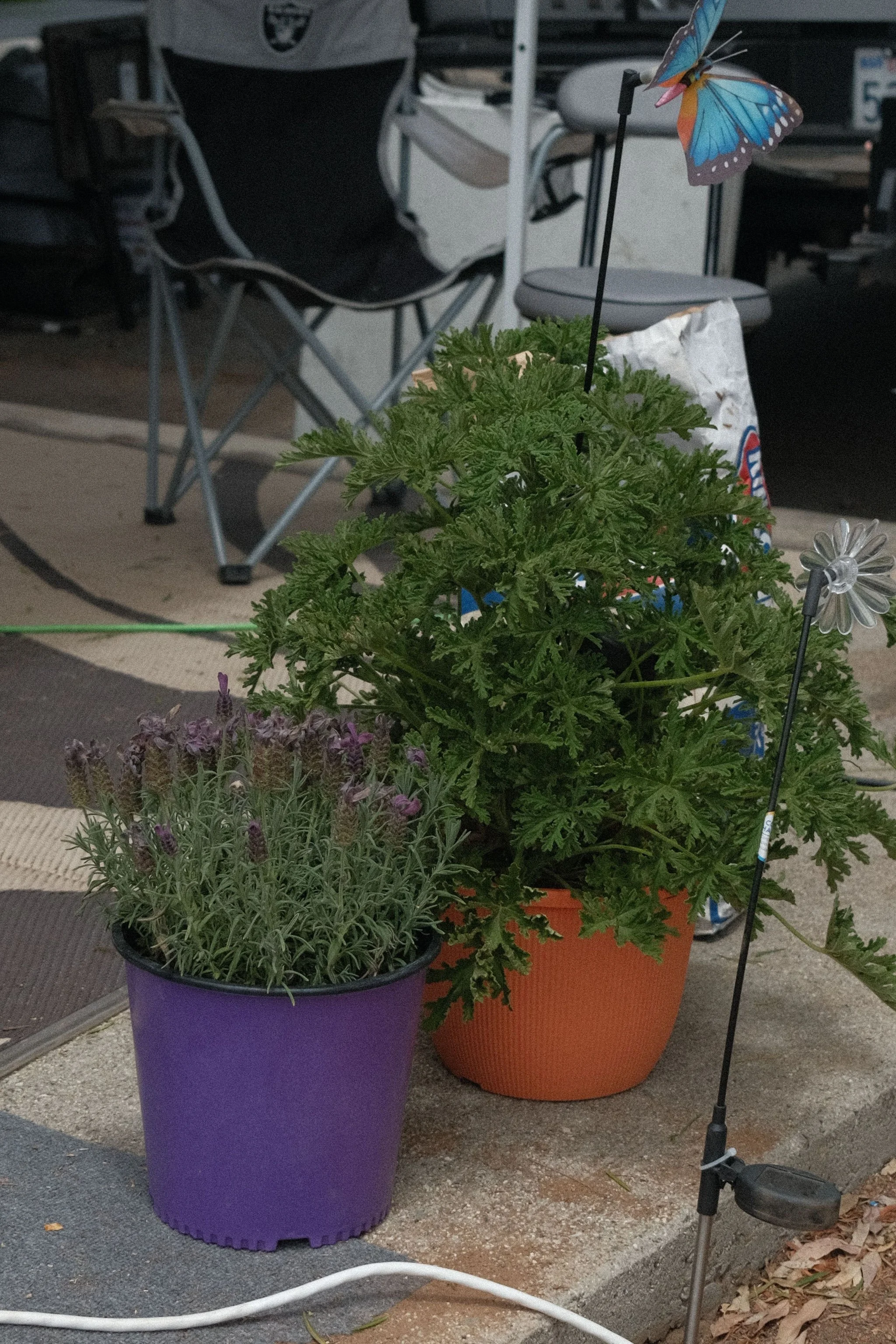 DSCF9365.JPG