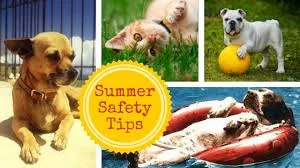 How To Keep Animals Safe In Hot Weather!