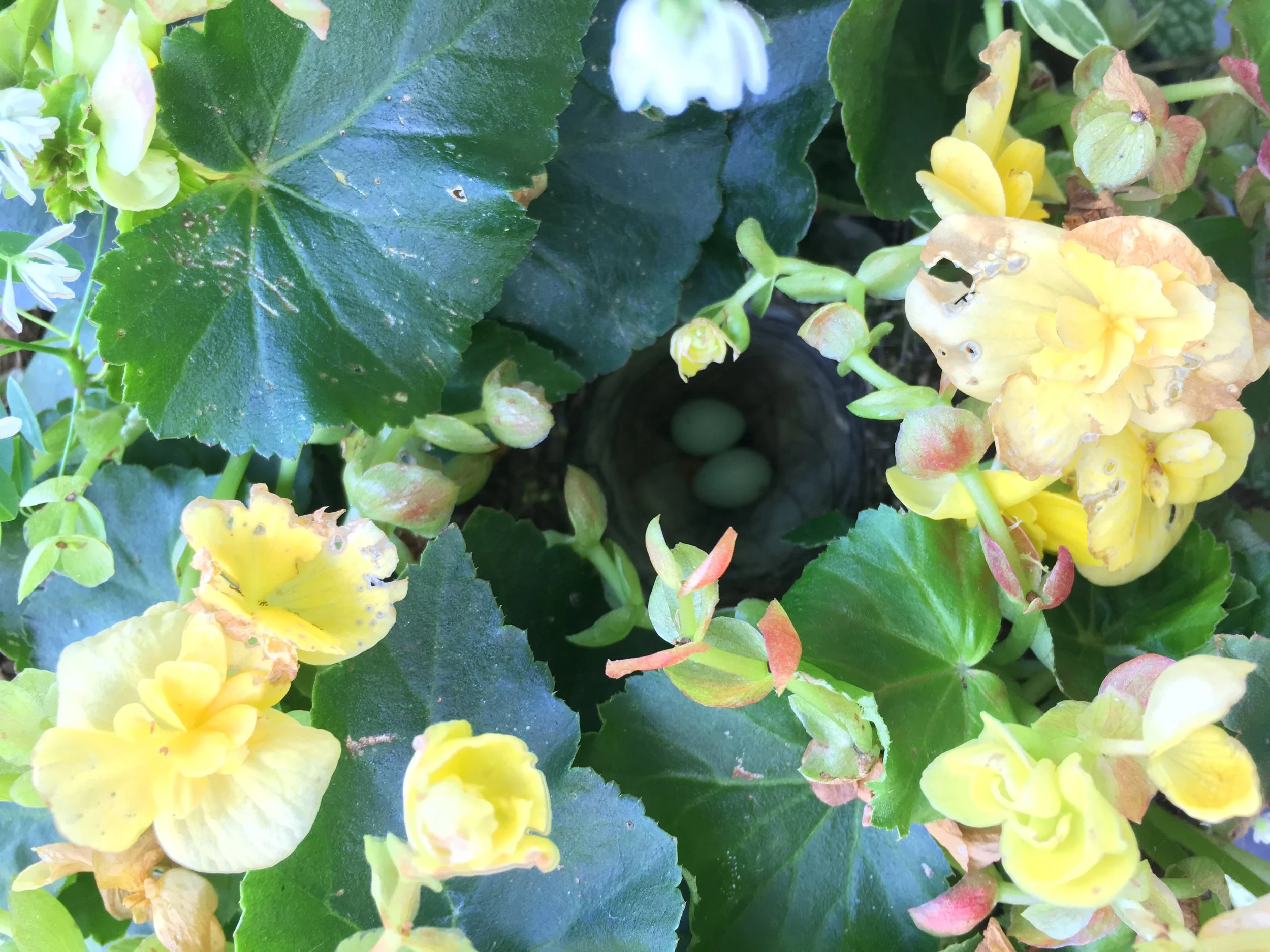 pesky and persistent